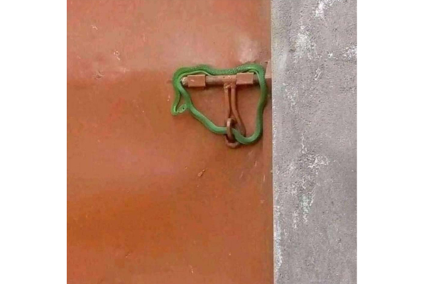 பாம்பினால் பூட்டப்பட்ட வீடு: இப்படியொரு முடிவு எதற்குனு தெரிஞ்சால் ஷாக் ஆகிடுவீங்க | Snake In Door Lock Kenya Rent Problem