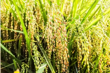 புதிய நெல் வகை அறிமுகம்