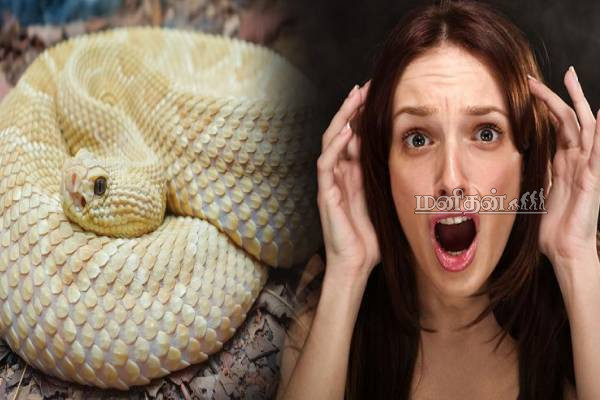 பலரின் உயிரை காவு வாங்கிய இடம்.. போனால் திரும்ப முடியாது! | Most Dangerous Place Snake Island பலரின் உயிரை காவு வாங்கிய இடம்.. போனால் திரும்ப முடியாது! | Most Dangerous Place Snake Island