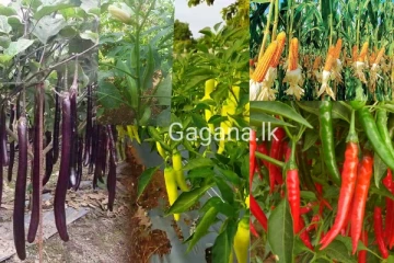 ප්‍රථම වතාවට ලංකාවේ බීජ අපනයන කරන්න යයි..ගොවීන්ට විශේෂ අවස්ථාවක්..