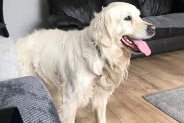 64km பயணம் செய்த நாய்; வைரலாகும் புகைப்படங்கள்