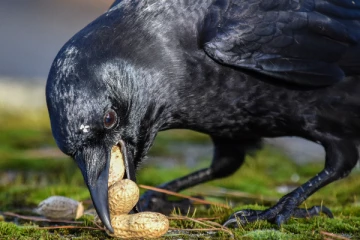 ලංකාවේ කපුටෝ වගේද ජපානේ කපුටෝ. කන හැටි දැක්කොත් ඔබ පුදුම වේවි. (VIDEO)