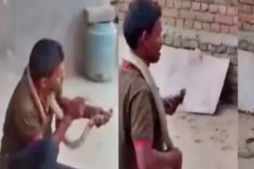 பாம்பிற்கு முத்தம் கொடுத்த நபர்! பரிதாபமாக உயிர்பிரிந்த சோகம்