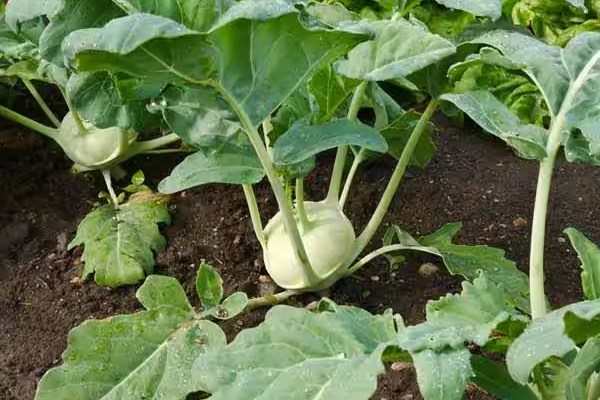 தொப்பையை குறைக்க இந்த வேர் காய் கறிகளை சாப்பிடணுமாம் | Eat This Root Curry To Reduce Belly Fat