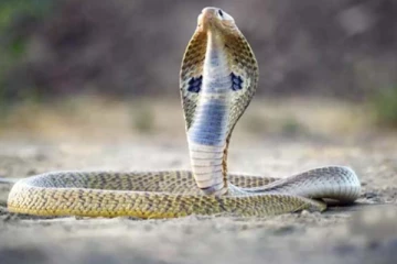 வீட்டிற்குள் பாம்பு வருவது போன்று கனவு வந்தால் என்ன பலன்? கட்டாயம் தெரிஞ்சிக்கோங்க