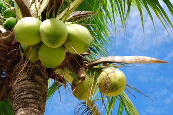 தென்னை மரங்களுக்கான இழப்பீடு! வெளியாகியுள்ள அறிவிப்பு.. | Compensation Raised To Rs 10 000 For Coconut