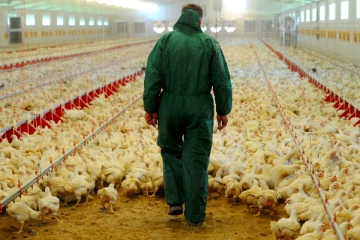 பிரித்தானியாவில் பரவும் H5N1 பறவைக் காய்ச்சல்: பொதுமக்களுக்கு எச்சரிக்கை!