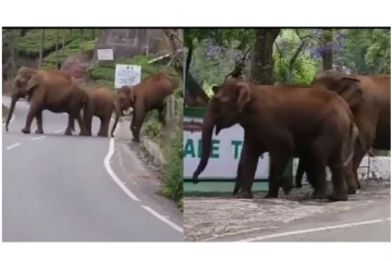 சாலையில் ஜாலியா தன் குடும்பத்துடன் சென்ற யானை... - வைரலாகும் வீடியோ..!