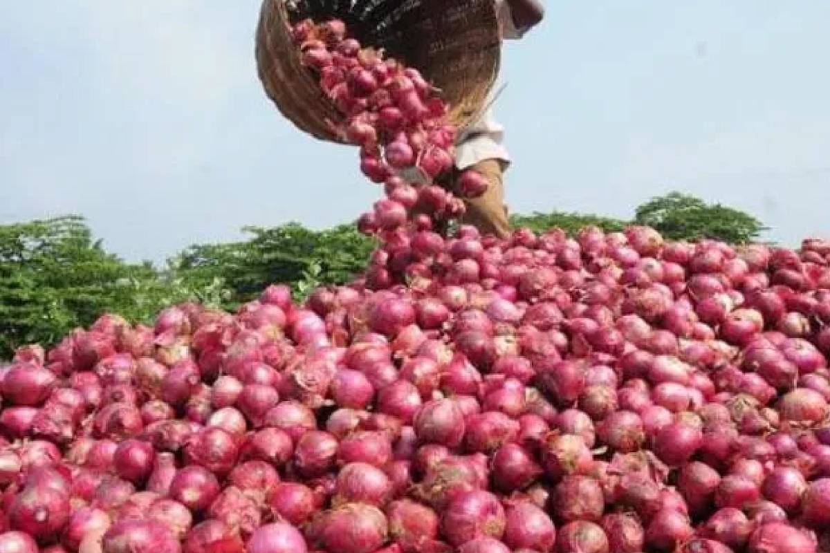 உள்நாட்டு பெரிய வெங்காய உற்பத்தியை அதிகரிக்க விசேட நடவடிக்கை | Special Measures Increase Large Onion Production