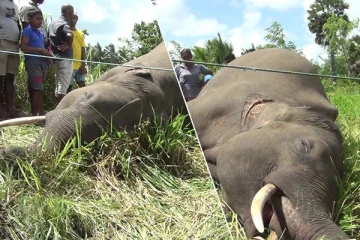 புத்தளத்தில் மின்சார வேலியில் சிக்கி இறந்த கொம்பன் யானையின் சடலம் மீட்பு