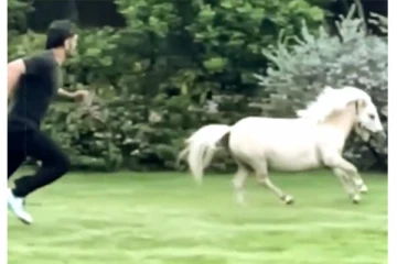 "அதே வலிமை..வேகம்" - குதிரைக்கு டஃப் கொடுத்த தோனி