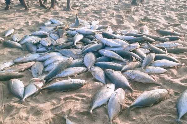 மீனவர்களுக்கு அடித்தது அதிஷ்டம்! நாளொன்றுக்கு இலட்சக் கணக்கில் வருமானம் (படங்கள்) - ஐபிசி தமிழ்