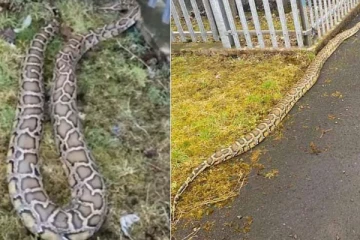 கட்டிட வேலை நடக்கும் இடத்தில் கண்டுபிடிக்கப்பட்ட இராட்சத பாம்பு: அதிர்ச்சியடைந்த மக்கள்