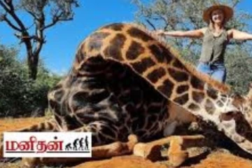 ஓட்டக சிவிங்கியை வேட்டையாடி புகைப்படத்தை வெளியிட்ட பெண்; கொந்தளித்த நெட்டிசனகள்.. இப்படி ஒரு காரணமா?