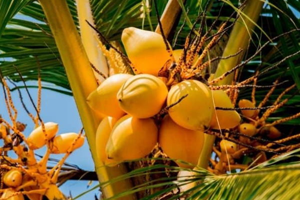 இலங்கையில் செவ்விளநீருக்கு வந்த சோதனை! | Soon Shortage Coconut Water