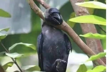 தற்கொலை செய்துகொள்ளும் ஆண் காகம்... கூட்டமாக கரைய இது தான் காரணமா?