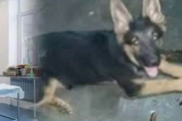 පශු වෛද්‍ය බිරිඳ වෙනුවට වෙදකම් කරන්න ගිය සැමියා නිසා ලක්ෂ එකහමාරක් වටින බල්ලා මැරිලා