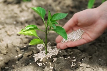 රසායනික පොහොර නැතිව වගා කළ හැකි බෝග.