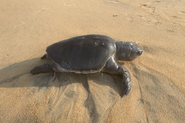 உயிரிழந்த நிலையில் கரையொதுங்கிய அரியவகை கடலாமை(Photos) | A Rare Species Of Sea Turtle Washed Ashore Dead