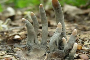 கல்லறையில் இருந்து எட்டிப்பார்த்த மனித விரல்கள்! பதறியடித்து ஓட்டம் பிடித்த நபர்... சினிமாவை மிஞ்சும் திகில் சம்பவம்