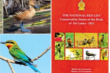 මෙරට කුරුලු විශේෂ 81 ක් ගැන භයානක හෙළිදරව්වක්