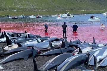 ஒரே நாளில் கொன்று குவிக்கப்பட்ட ஆயிரத்திற்கும் மேற்பட்ட டால்பின்கள்