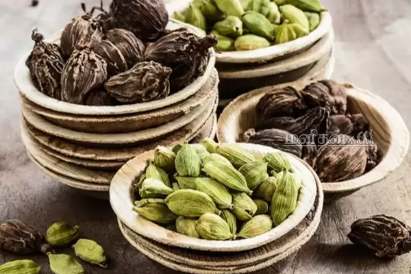 விடாத வரட்டு இருமலையும் விரட்டியடிக்கும் ஏலக்காய்!  டீயில் போட்டு குடிக்கலாமா? | Cardamom Benefits
