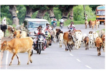 சாலையில் கால்நடைகள் சுற்றி திரிந்தால் ரூ.10,000 அபராதம் – அதிரடி அறிவிப்பு!