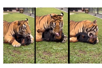 நாயை முத்தமிட்டு கொஞ்சிய புலி - வைரலாகும் வீடியோ..!