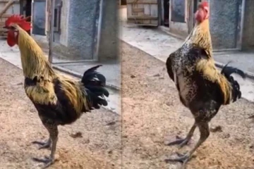 20 நொடி விடாமல் கூவிய சேவல்! இறுதியில் நிகழ்ந்த கொடுமையை பாருங்க