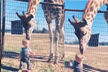 ஒட்டகச்சிவிங்கியிடம் சிக்கிய குழந்தை! அனுபவிக்கும் கொடுமையை நீங்களே பாருங்க