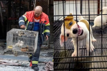 தீயில் கருகிய 1000 விலங்குகள்..!பாங்காக்கின் சத்துசாக் சந்தையில் பெரும் விபத்து