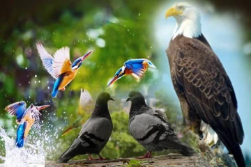 பறவைகளால் பறக்கும் போது தூங்க முடியுமா..! எந்த பறவை இப்படி தூக்கும்னு தெரியுமா?