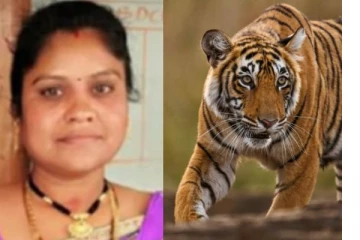 புலிகள் கணக்கெடுப்புக்காக காட்டுக்குள் சென்ற துணிச்சலான பெண்! நொடிப்பொழுதில் நடந்த பயங்கர சம்பவம்