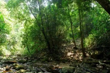 வனப்பகுதியில் விறகு சேகரிக்க சென்ற நான்கு பேரில் ஒருவருக்கு நேர்ந்த சோகம்!