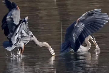 Viral Video: தண்ணீருக்குள் இறங்கும் முன்னே அரங்கேறிய மீன் வேட்டை... நாரையின் அசத்தல் காட்சி