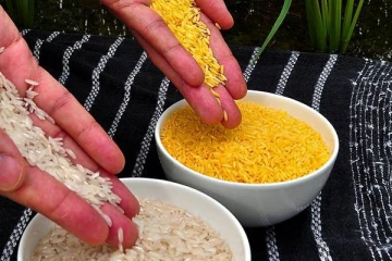 கோல்டன் அரிசியை சந்தைக்கு அறிமுகம் செய்ய தீர்மானம்