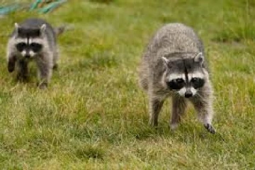 றொரன்ரோ பொதுச் சுகாதார அலுவலகம் விடுத்துள்ள எச்சரிக்கை