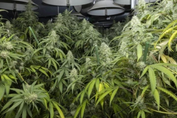 48 925 கஞ்சா செடிகளுடன் 29 சந்தேக நபர்கள் கைது