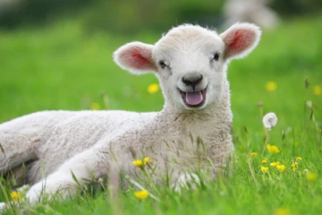 மன்னர் சார்லசுடைய எஸ்டேட்டிலிருந்து ஆட்டுக்குட்டிகளைத் திருடியதாக மூன்று பெண்கள் கைது