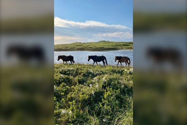 கனடாவில் கடும் புயலில் சிக்கித் தப்பிய காட்டுக் குதிரைகள் | Wild Horses On Island Appear Safe After Island