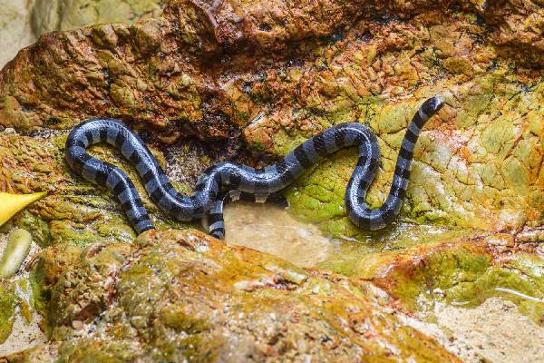 வான்வெளியிலும் பயணிக்கும் வித்தியாசமான பாம்புகள்! வியக்க வைக்கும் ஆய்வு தகவல் | Amazing Facts Of Versatile Snakes