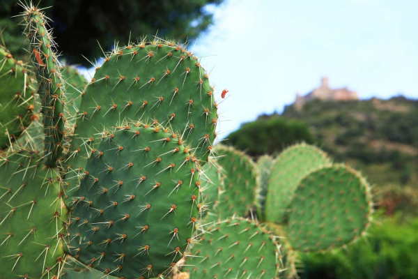 வாஸ்து: உங்க வீடுகளில் இந்த செடிகள் இருந்தால் உடனே அகற்றி விடுங்கள் | Plants We Shouldnt Keep At Home According Vastu வாஸ்து: உங்க வீடுகளில் இந்த செடிகள் இருந்தால் உடனே அகற்றி விடுங்கள் | Plants We Shouldnt Keep At Home According Vastu