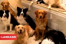 பிரித்தானியாவில் லாக்டவுனுக்கு மத்தியில் அதிகமான நாய் திருட்டு: வெளிவந்த அதிரவைக்கும் உண்மைகள்