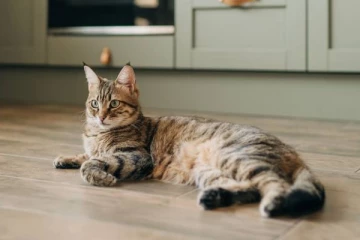 மிக கொடூரமான முறையில் பூனைகளை கொலை செய்யும் நபர்! அச்சத்தில் மக்கள்