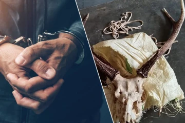 மான் கொம்பு கடத்திச் சென்ற நபர் கைது