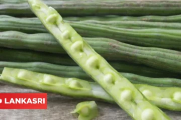 முருங்கைக் காயை சாப்பிடுவதனால் கிடைக்கும் நன்மைகள் என்ன?