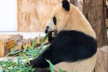 பரிசாக வந்த பாண்டா கரடிகளுக்கு ராஜ மரியாதை அளித்த நாடு!