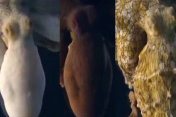 தூக்கத்திலேயே தனது உடலின் நிறத்தை மாற்றும் பெண் ஆக்டோபஸ்! பார்வையாளர்களை வியப்பூட்டிய அரிய காட்சி!