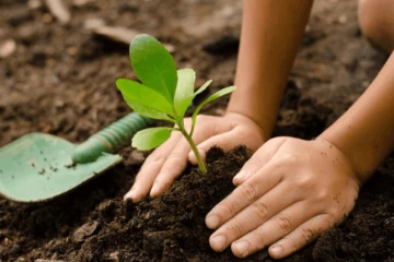 පැළ සිටුවීමේ නැකත අදට යෙදේ